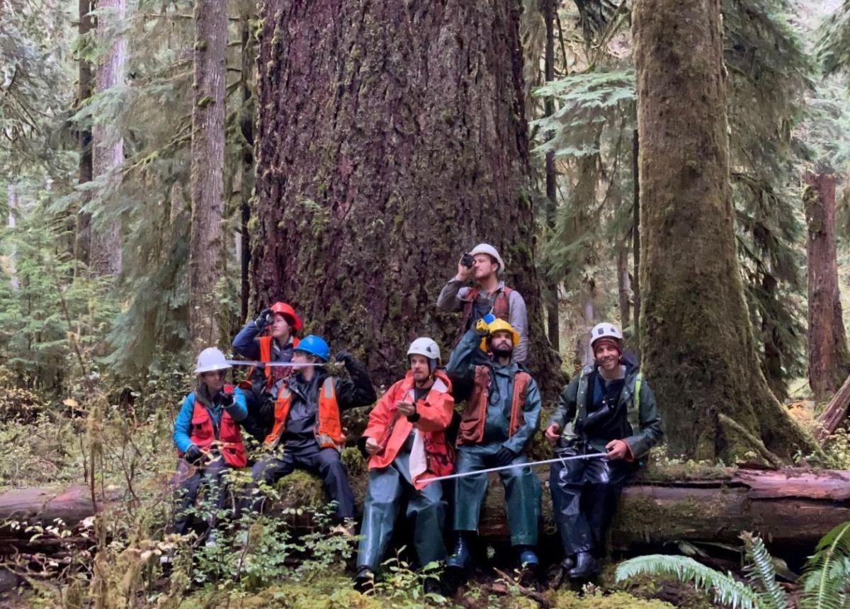 Big Trees in the Rainforest