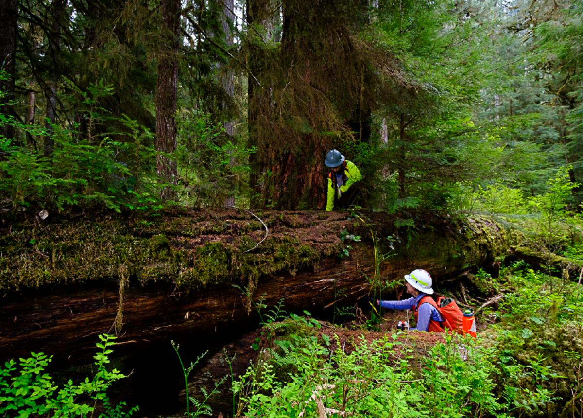 Do I Need a Forest Management Plan?